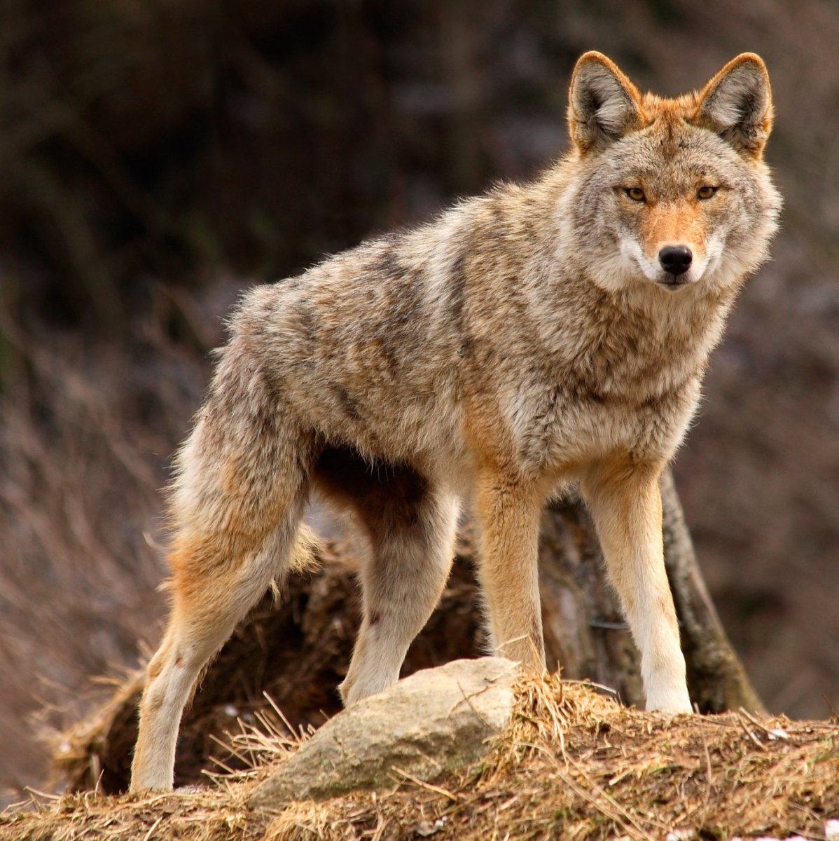 Степной волк животное