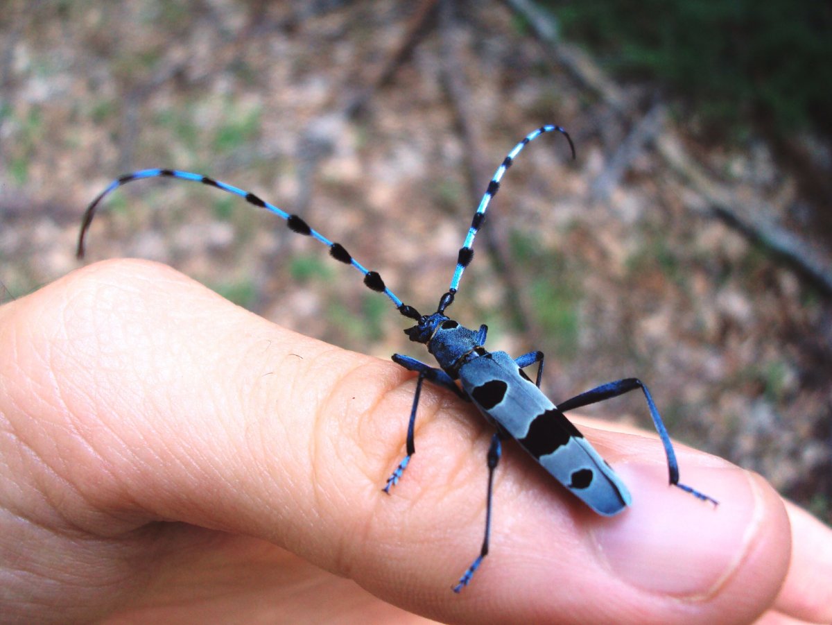 Альпийский усач (Rosalia Alpina)