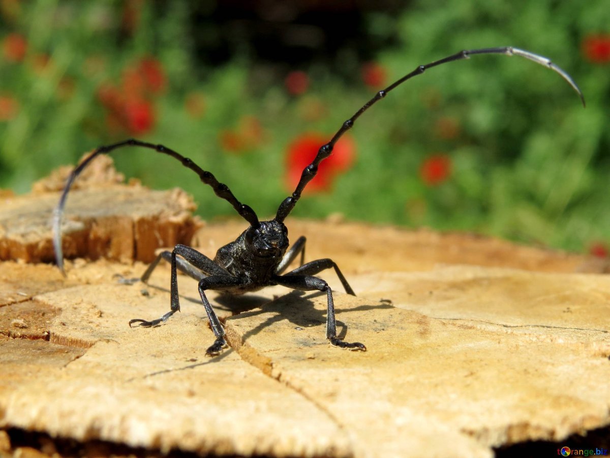 Жук дубовый усач