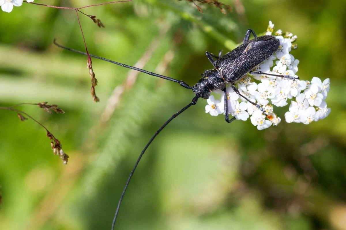 Жук Стригун усач