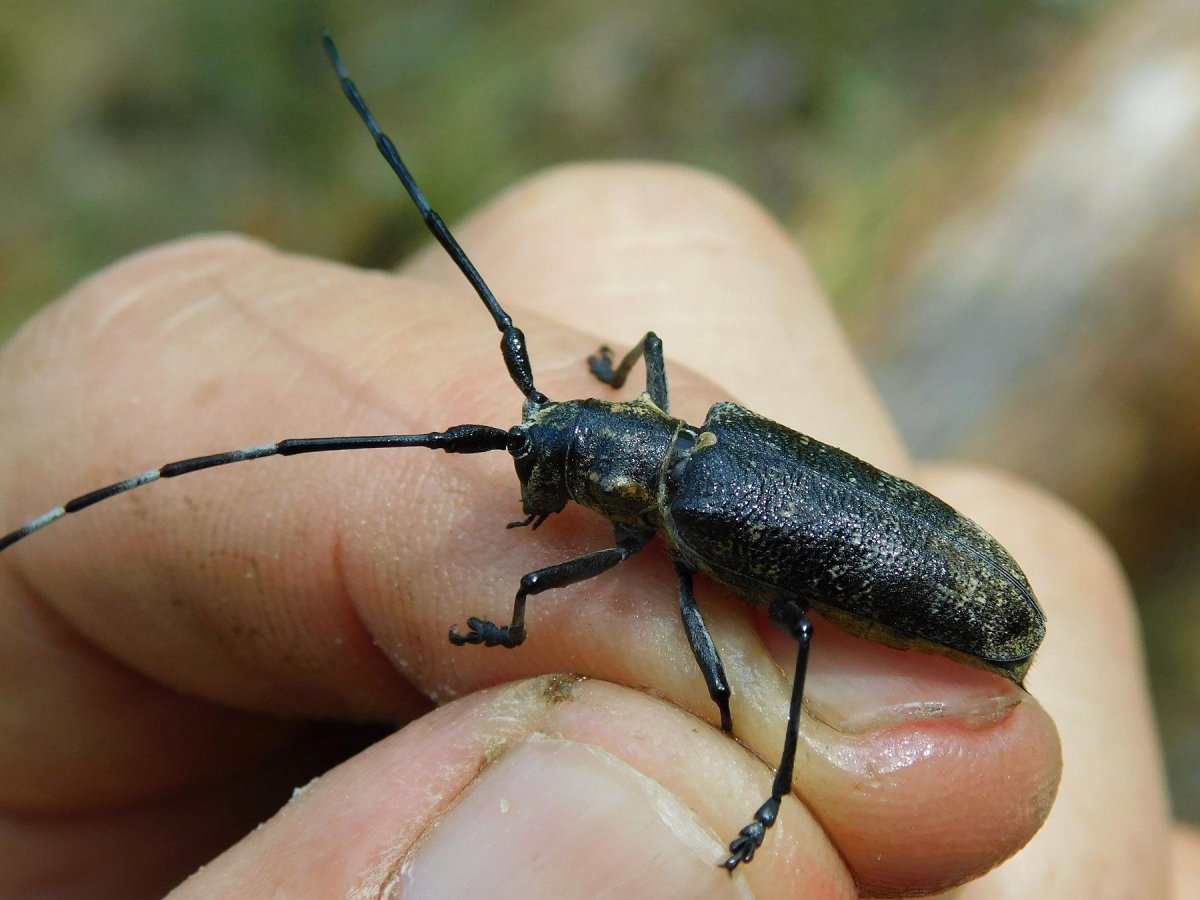 Жук усач Monochamus