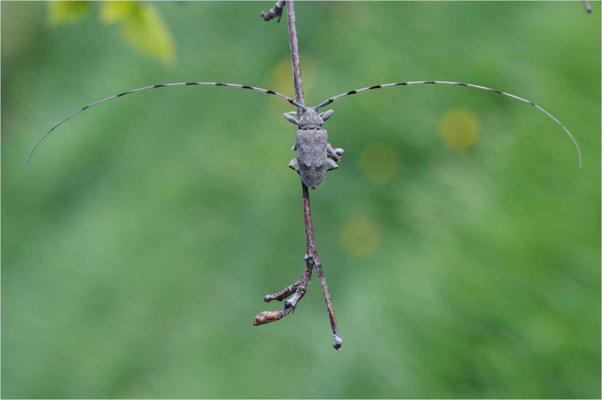 Жук серый Длинноухий усач