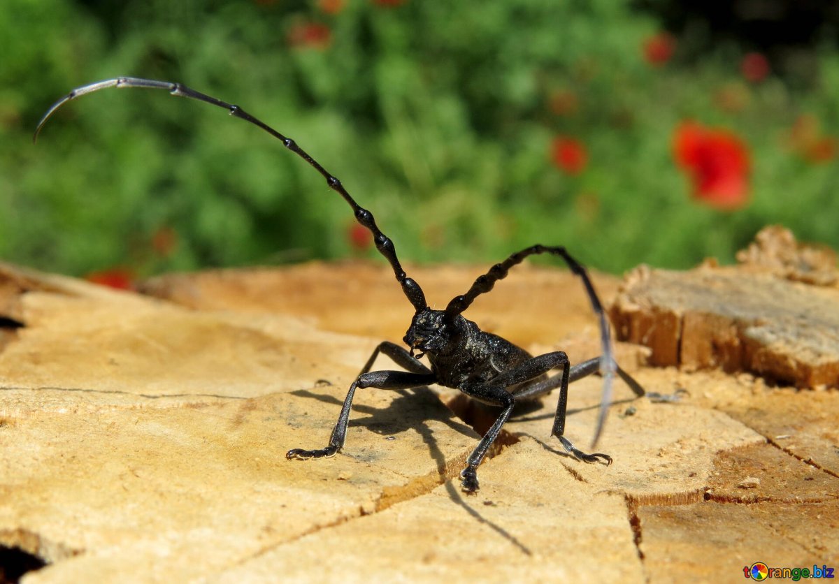 Жук чёрный Сосновый усач