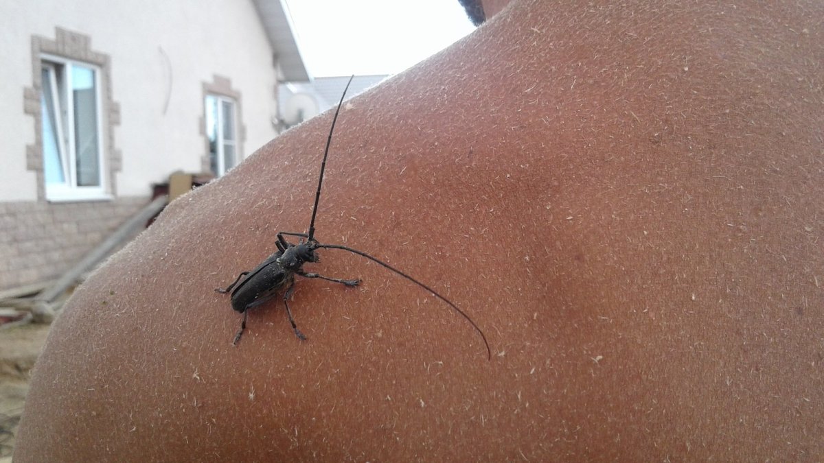 Жук усач прион