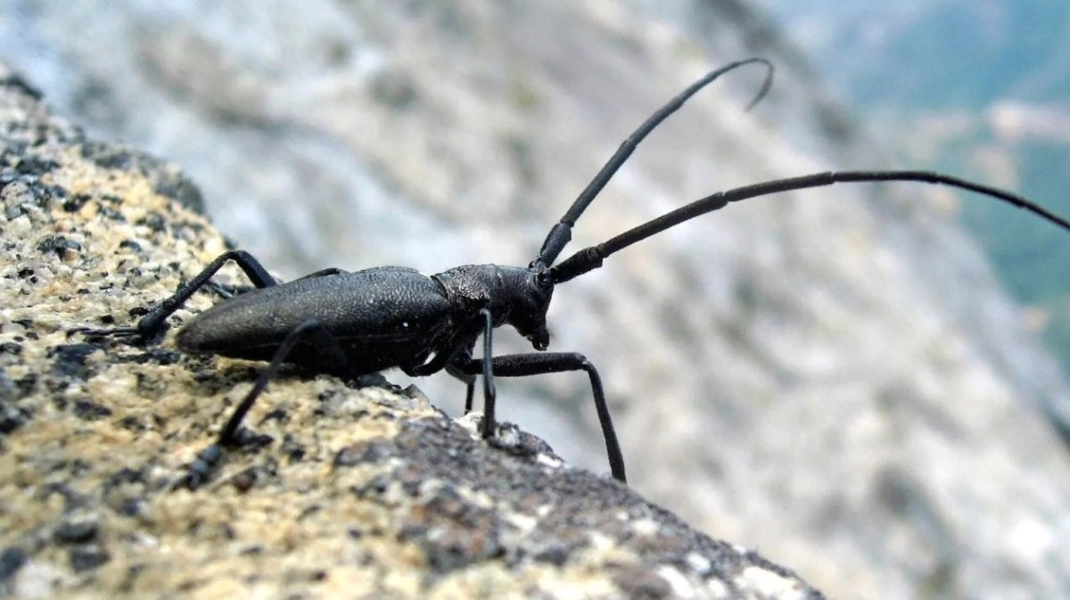 Жук усач реликтовый