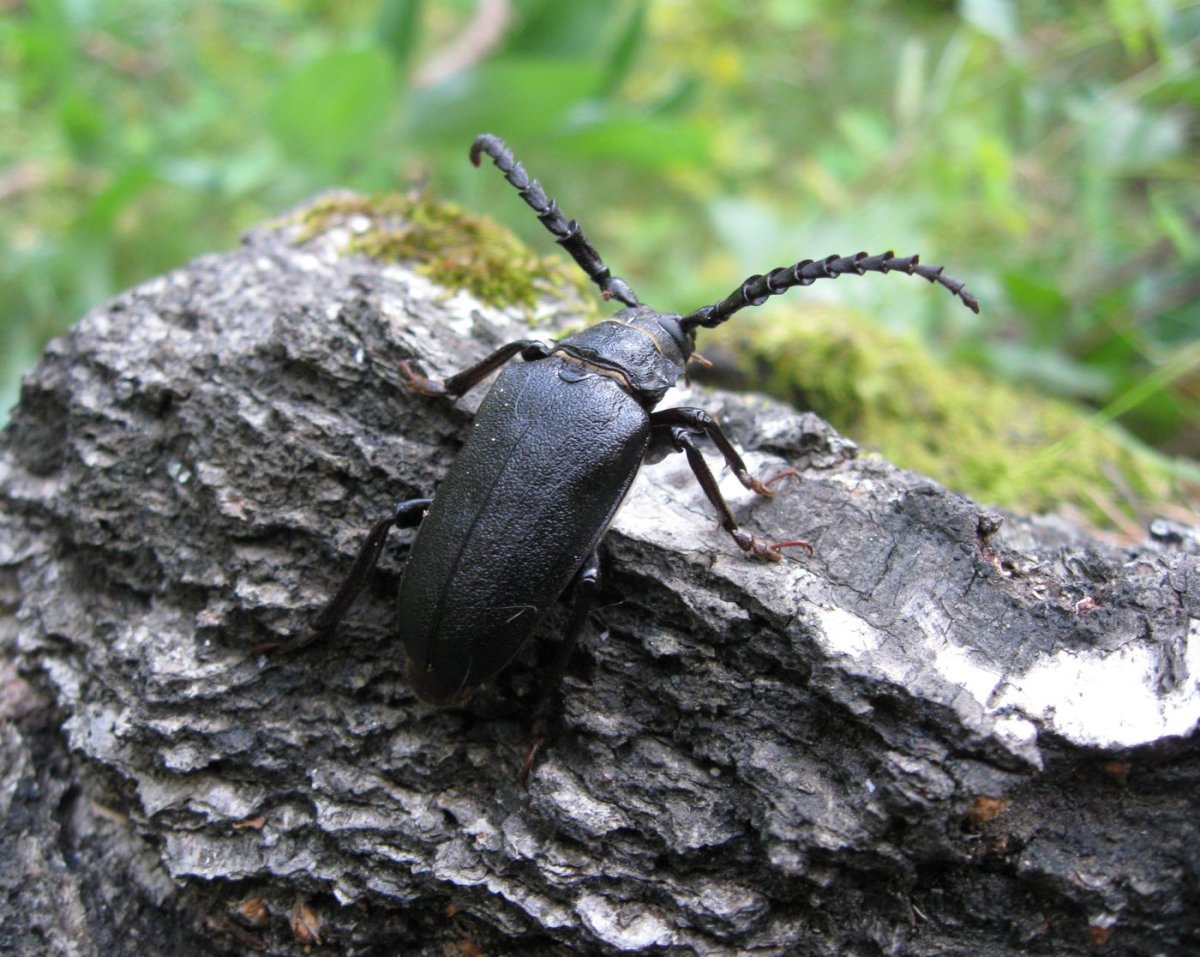 Жук усач Кожевник