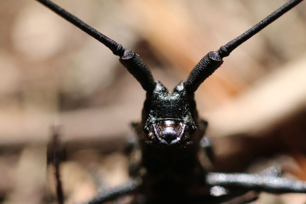 Жук Гладиатор