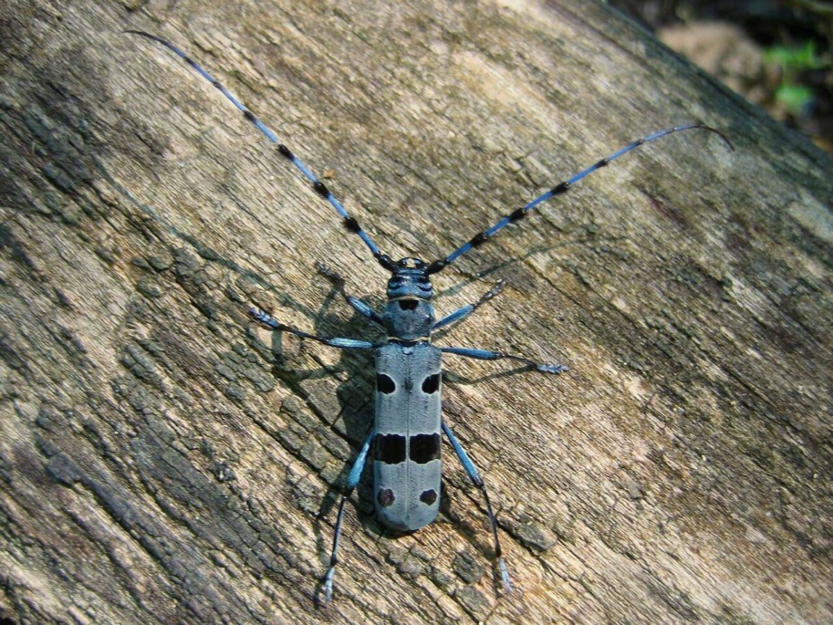 Жук Альпийский усач