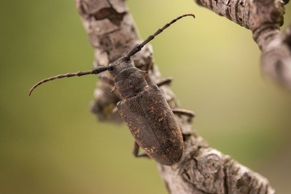 Ивовый Толстяк Жук