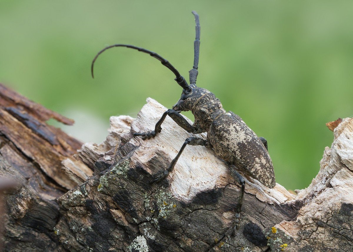 Альпийский усач дровосек Жук