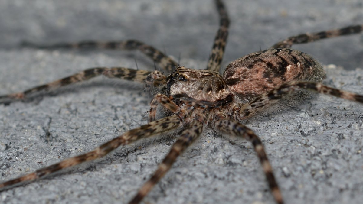Dolomedes aquaticus паук