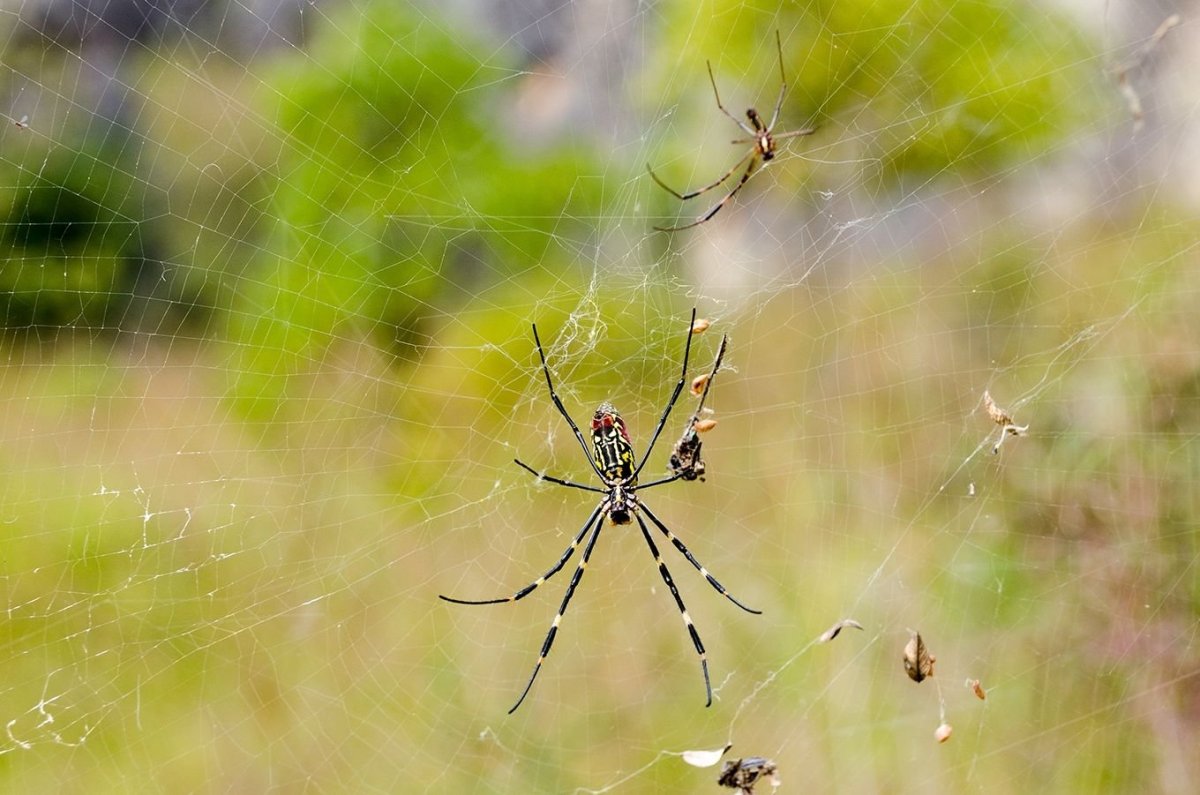 Паутина сенокосца