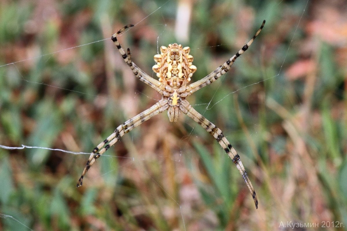Крымский паук Аргиопа