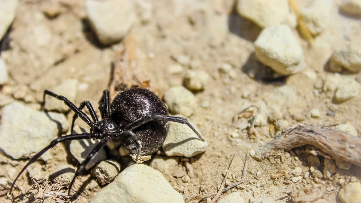 Каракурт Степной паук