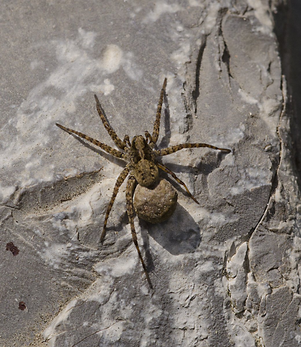 Pardosa amentata