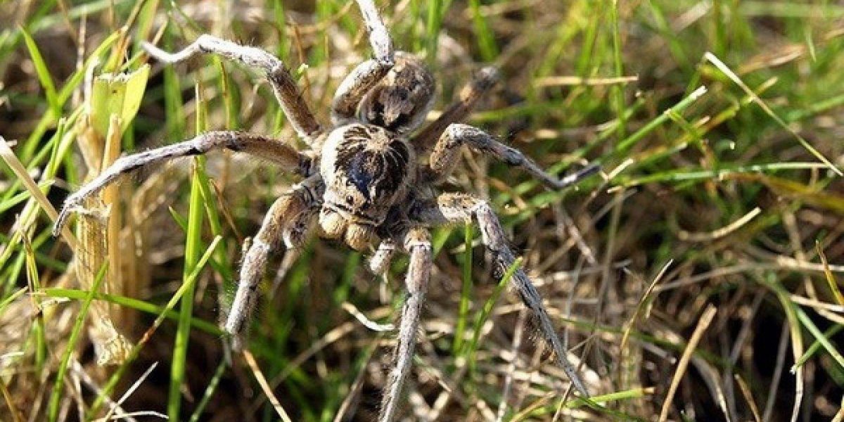 Паук Мизгирь крестовик