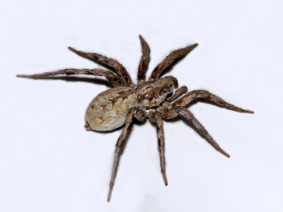 Lycosa carolinensis