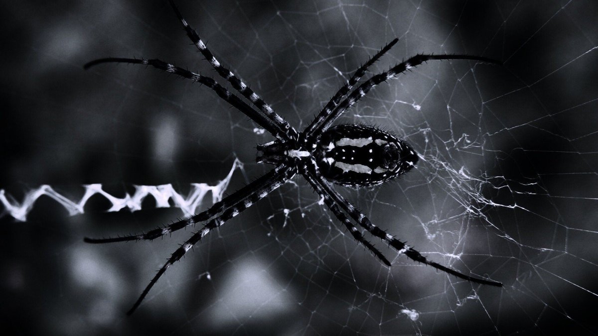 Паук на рабочий стол