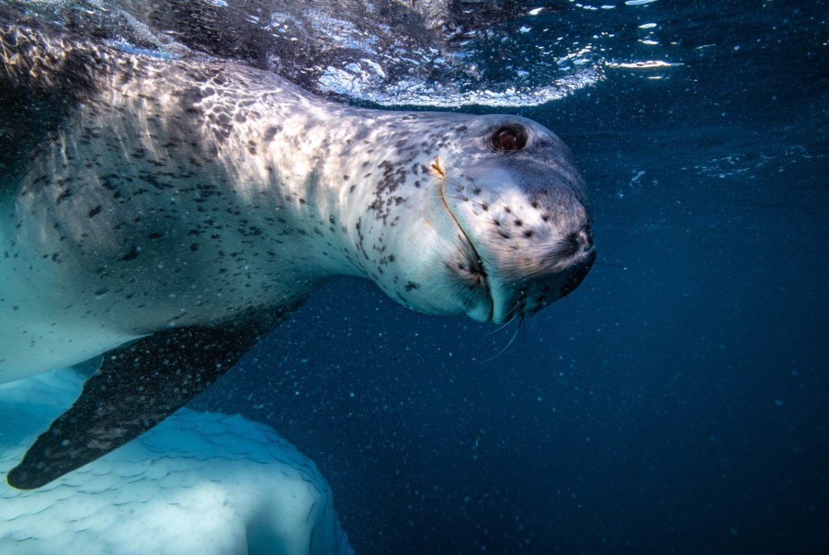 Морские леопарды России