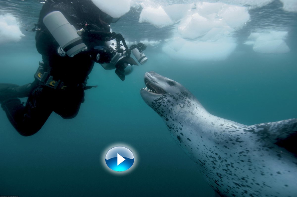 Пол Никлен морской леопард