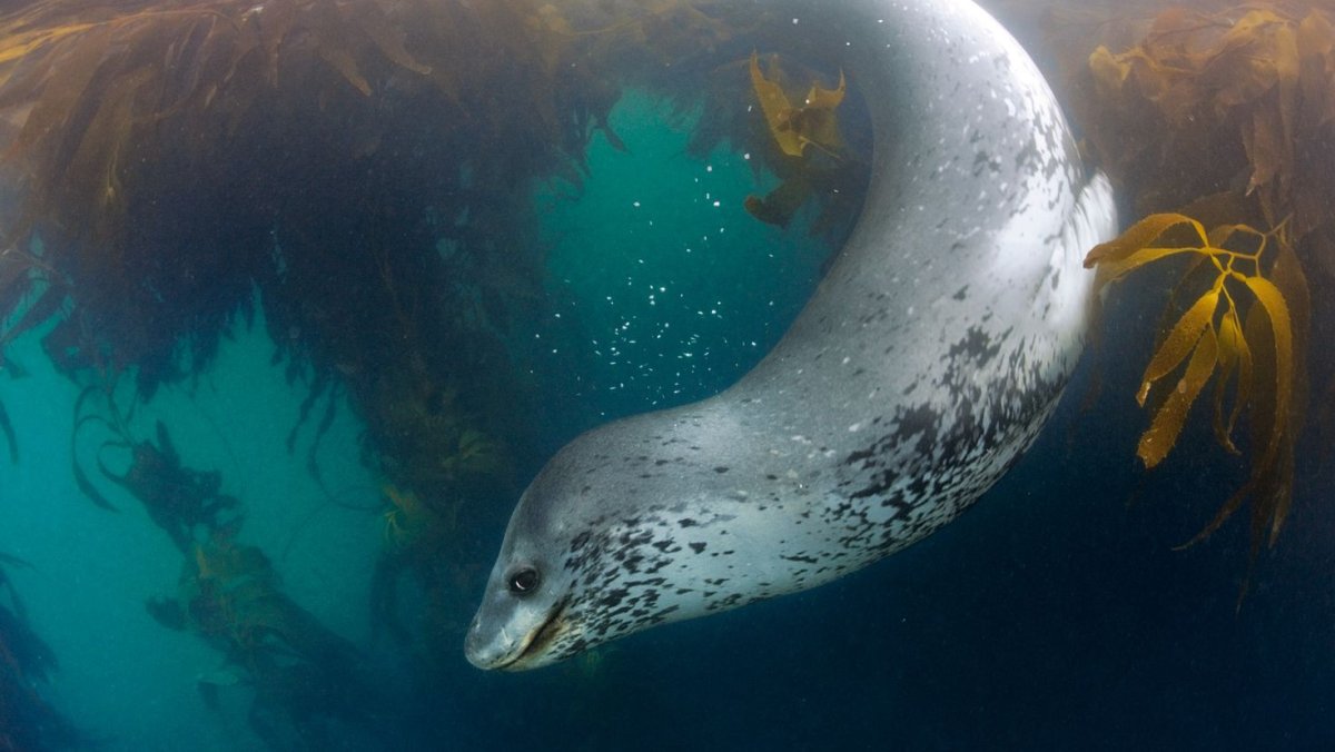 Морской леопард хищник