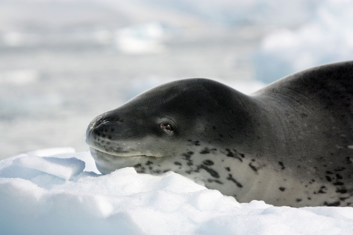 Морской леопард