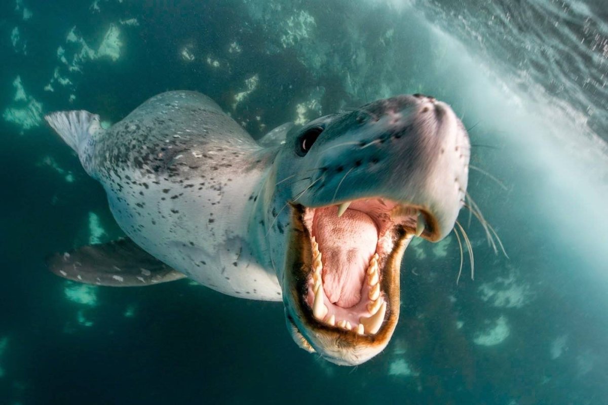 Морской леопард