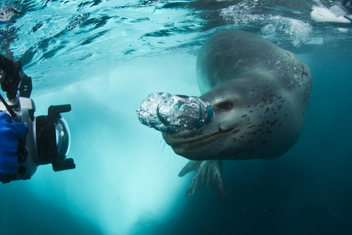Морской леопард гигантский