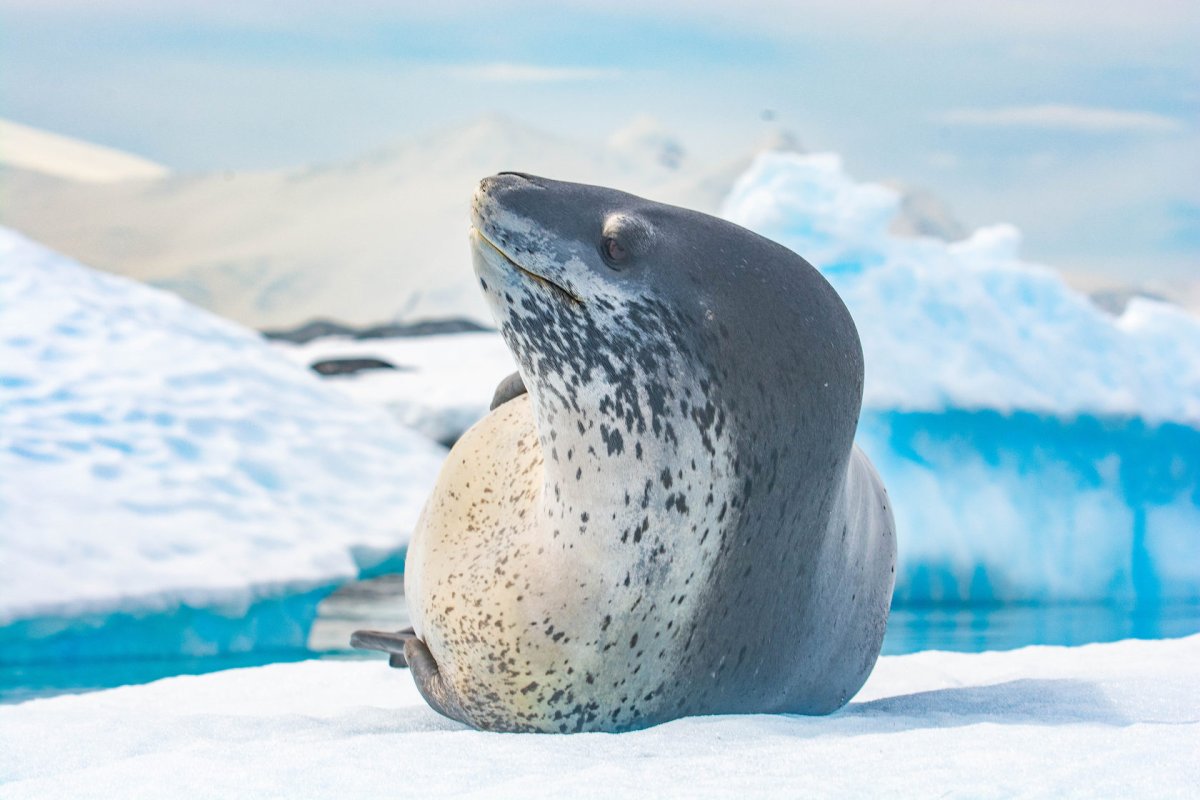 Антарктида тюлень морской леопард