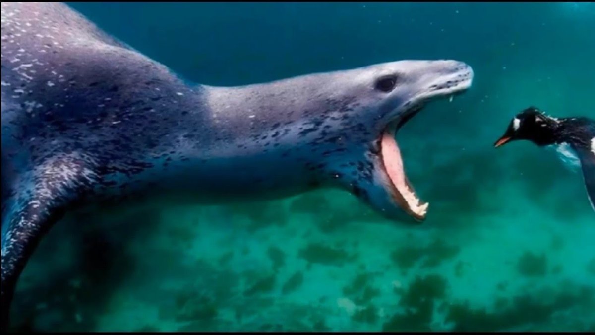 Фото моря с морскими обитателями