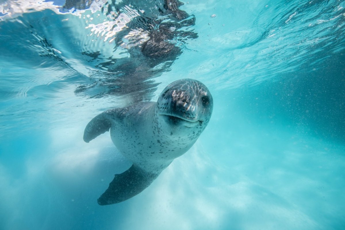 Морской леопард под водой