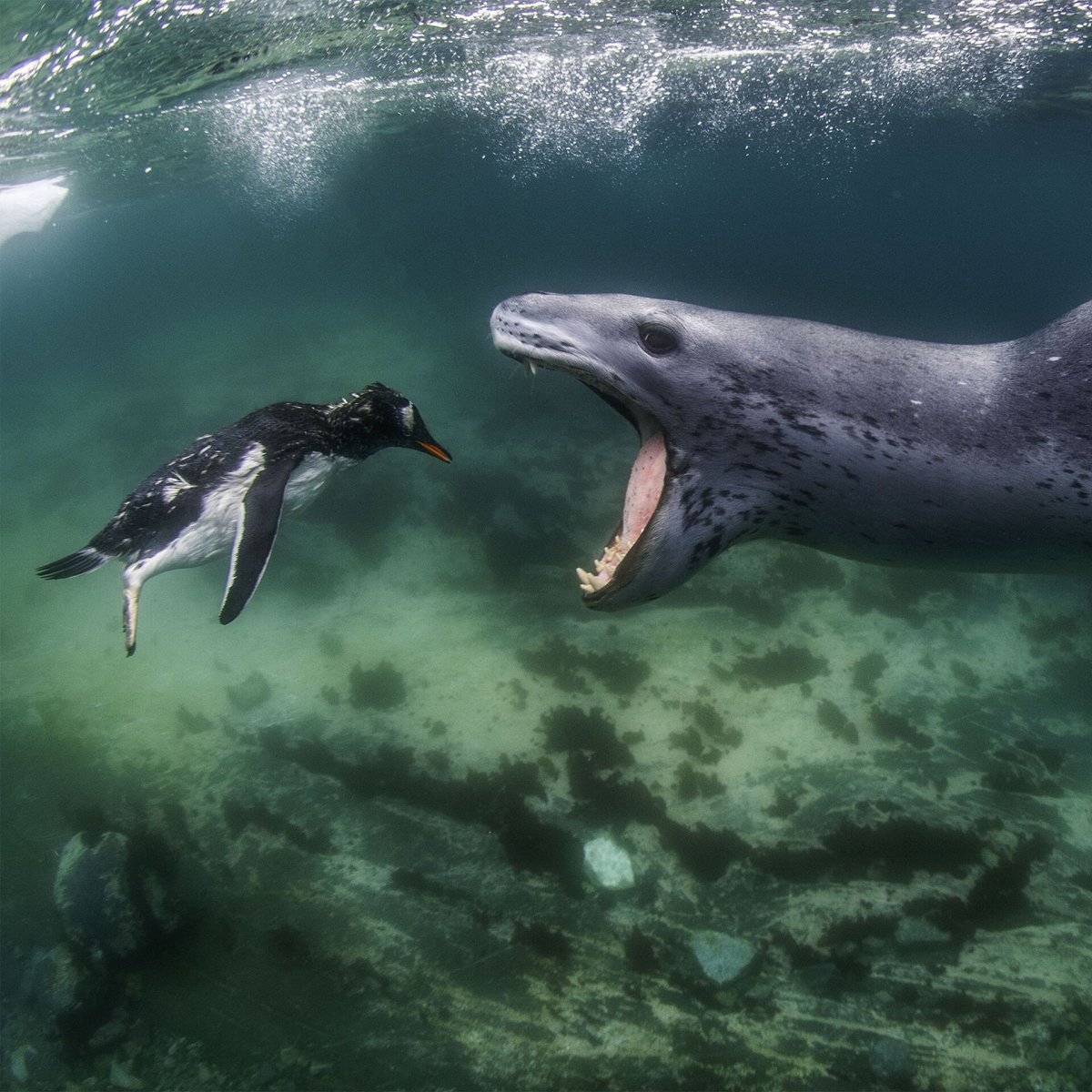 Морской леопард и Касатка