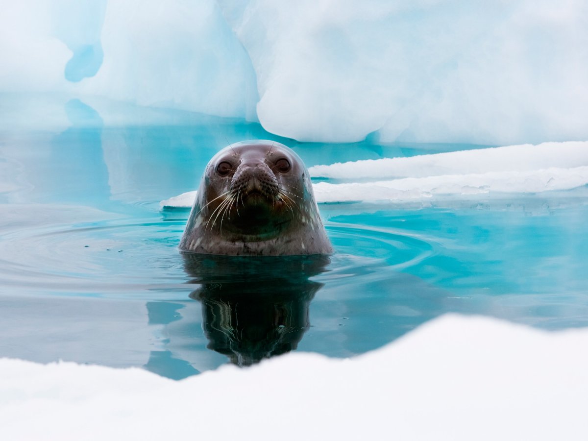 Байкальская Нерпа