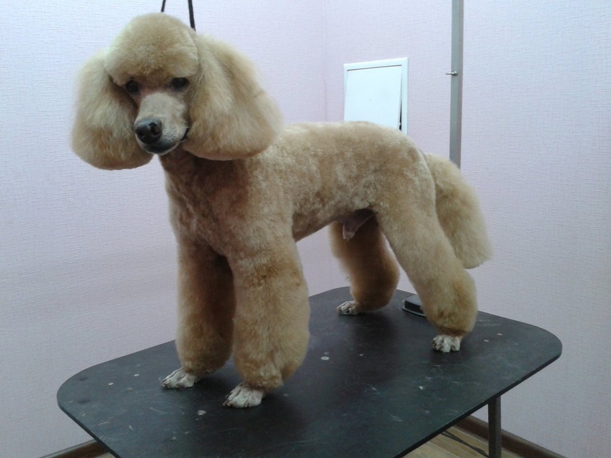 Малый пудель стрижка