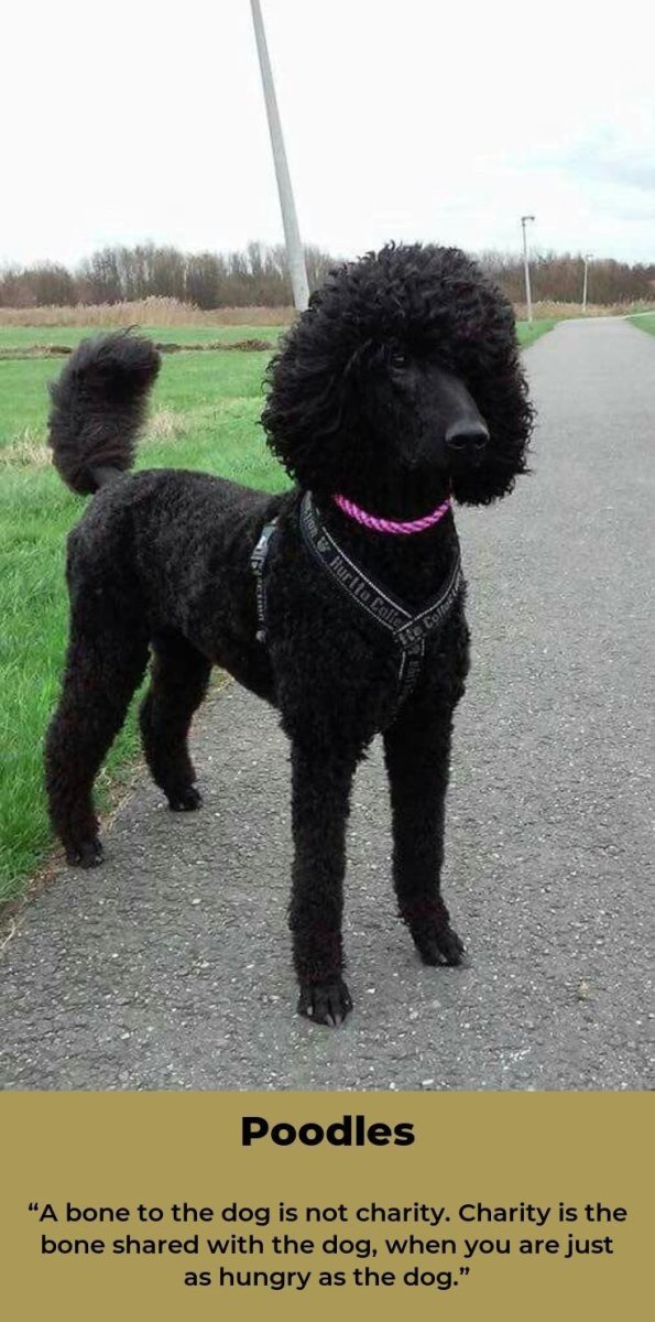 Карликовый пудель черный стриженный