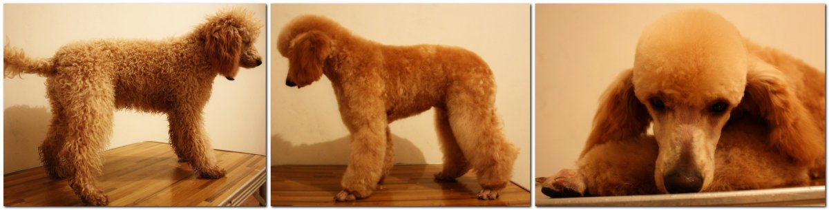 Стрижка хвоста у пуделя