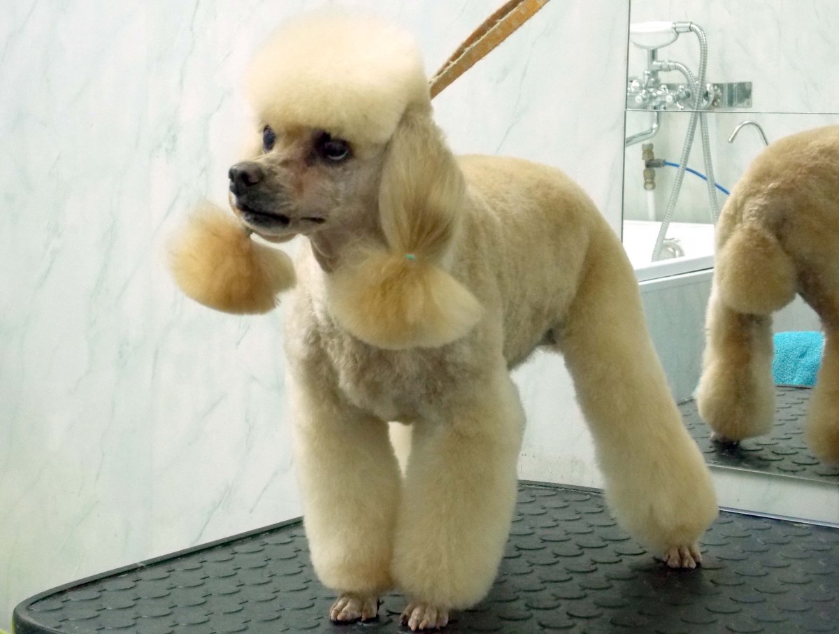 Стрижка пуделя Модерн