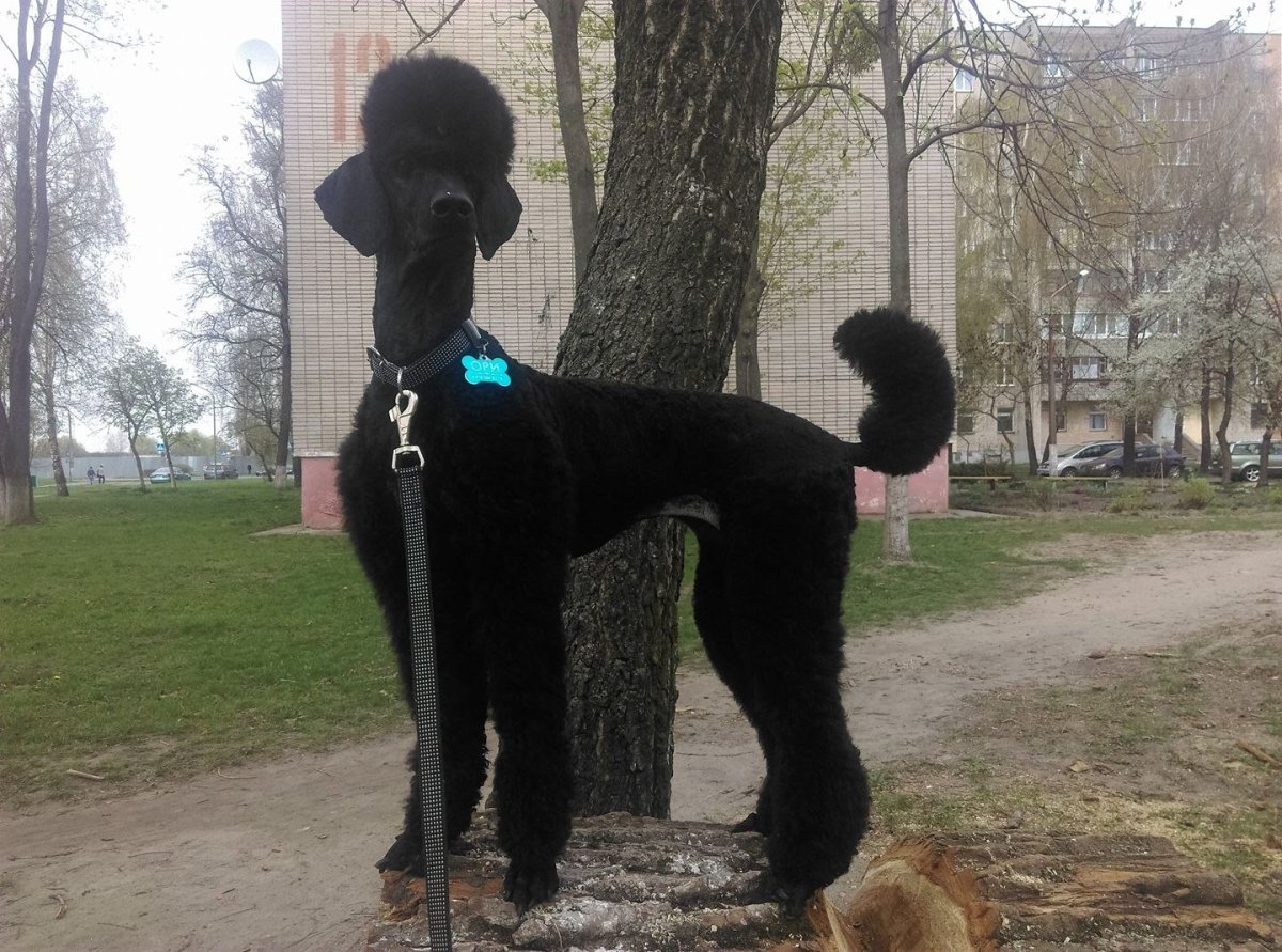 Королевский пудель черный короткостриженный