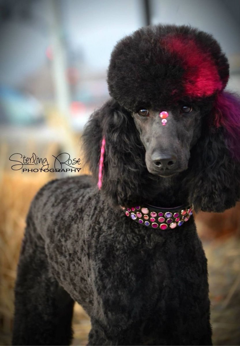 Королевский пудель крашенный