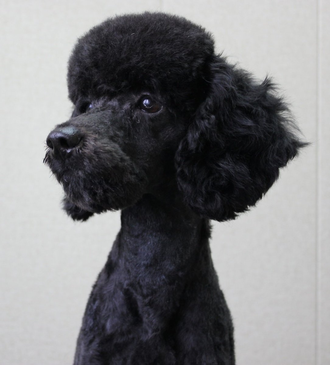 Черный карликовый пудель нестриженный
