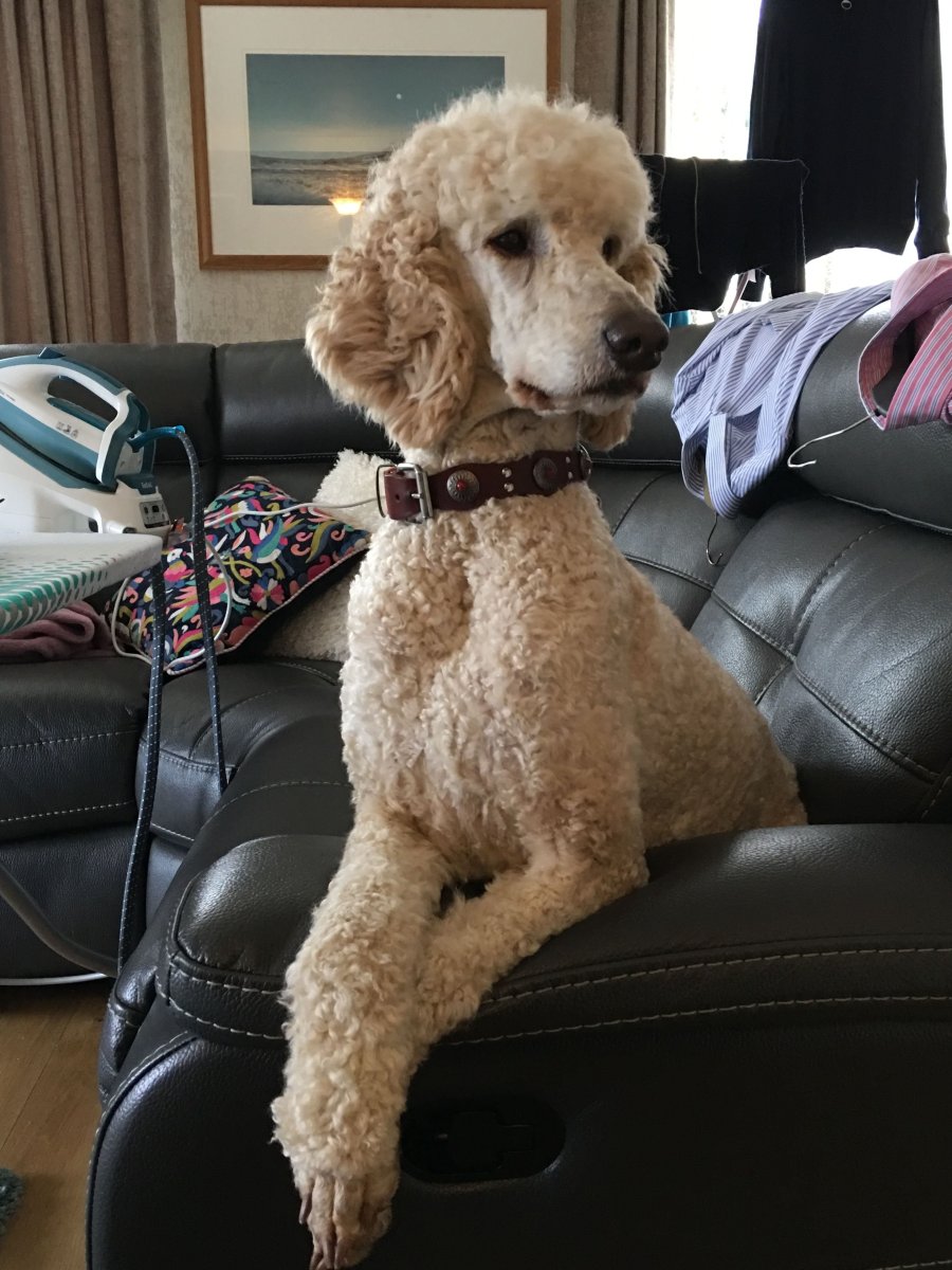 Королевский пудель нестриженный