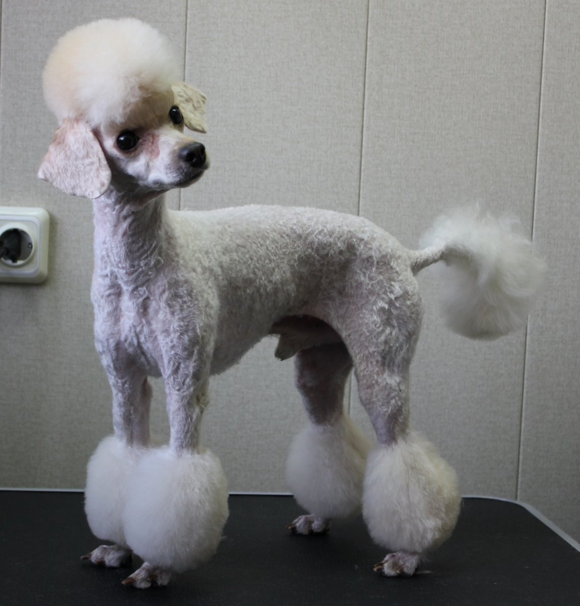 Пудель стрижка Континенталь