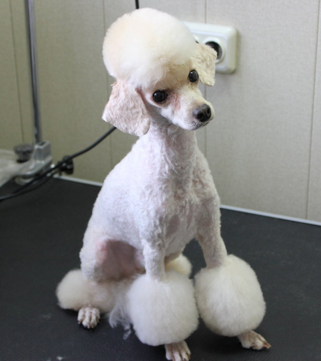 Подстриженный карликовый пудель