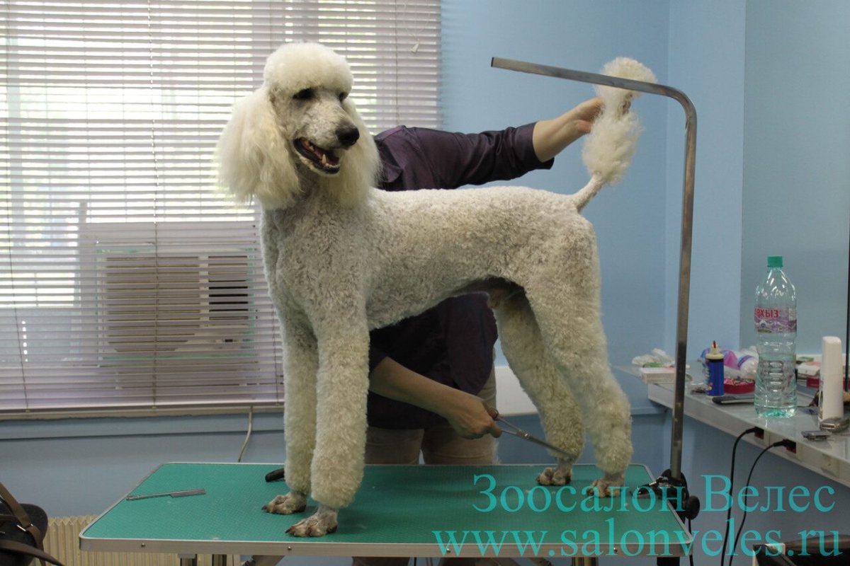 Королевский пудель стрижка Модерн