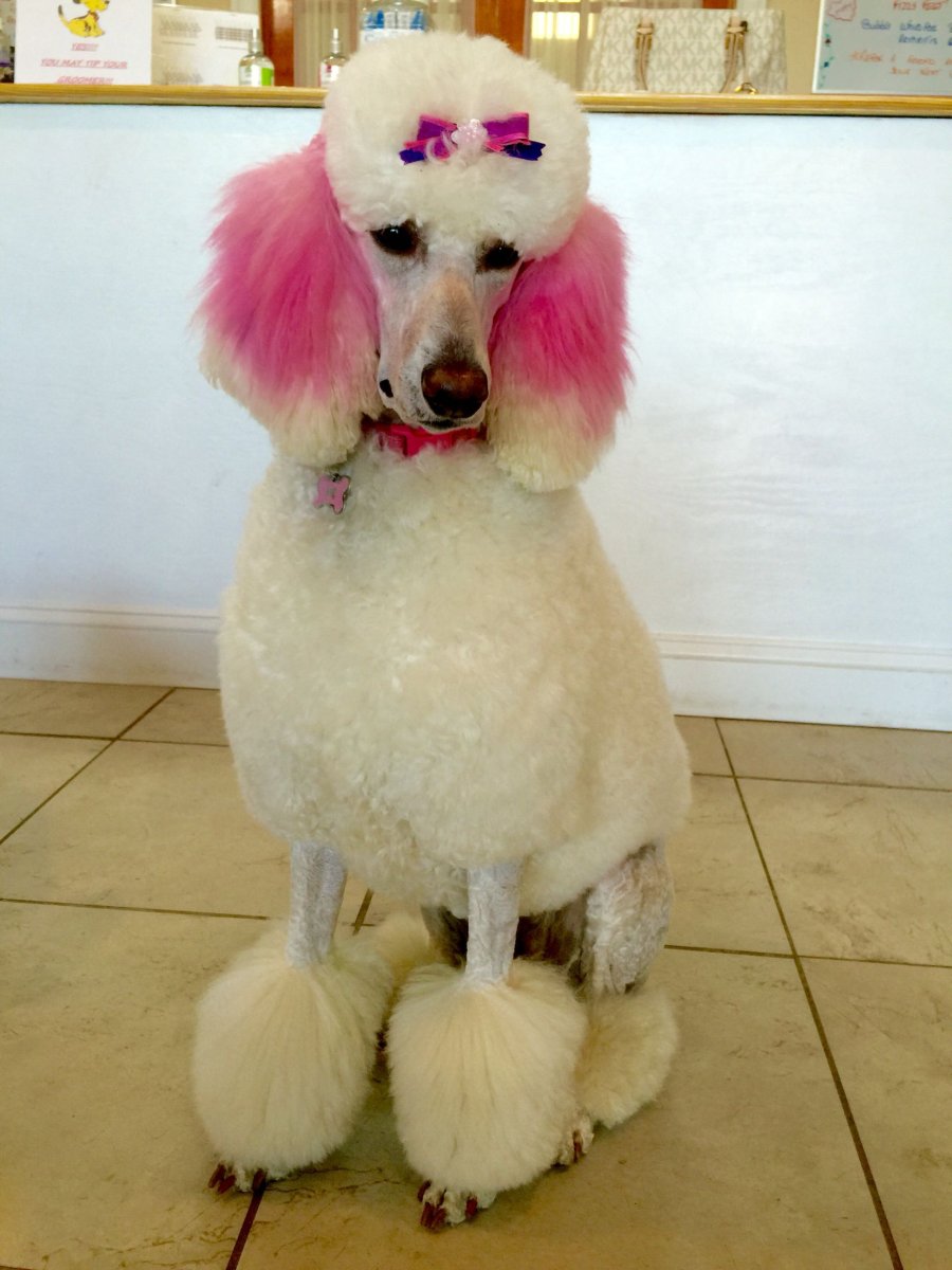 Королевский пудель лапы