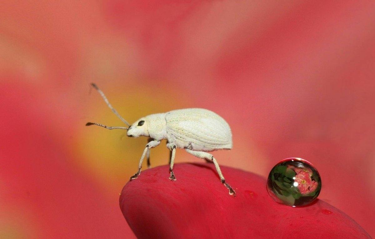 Жук на иголке