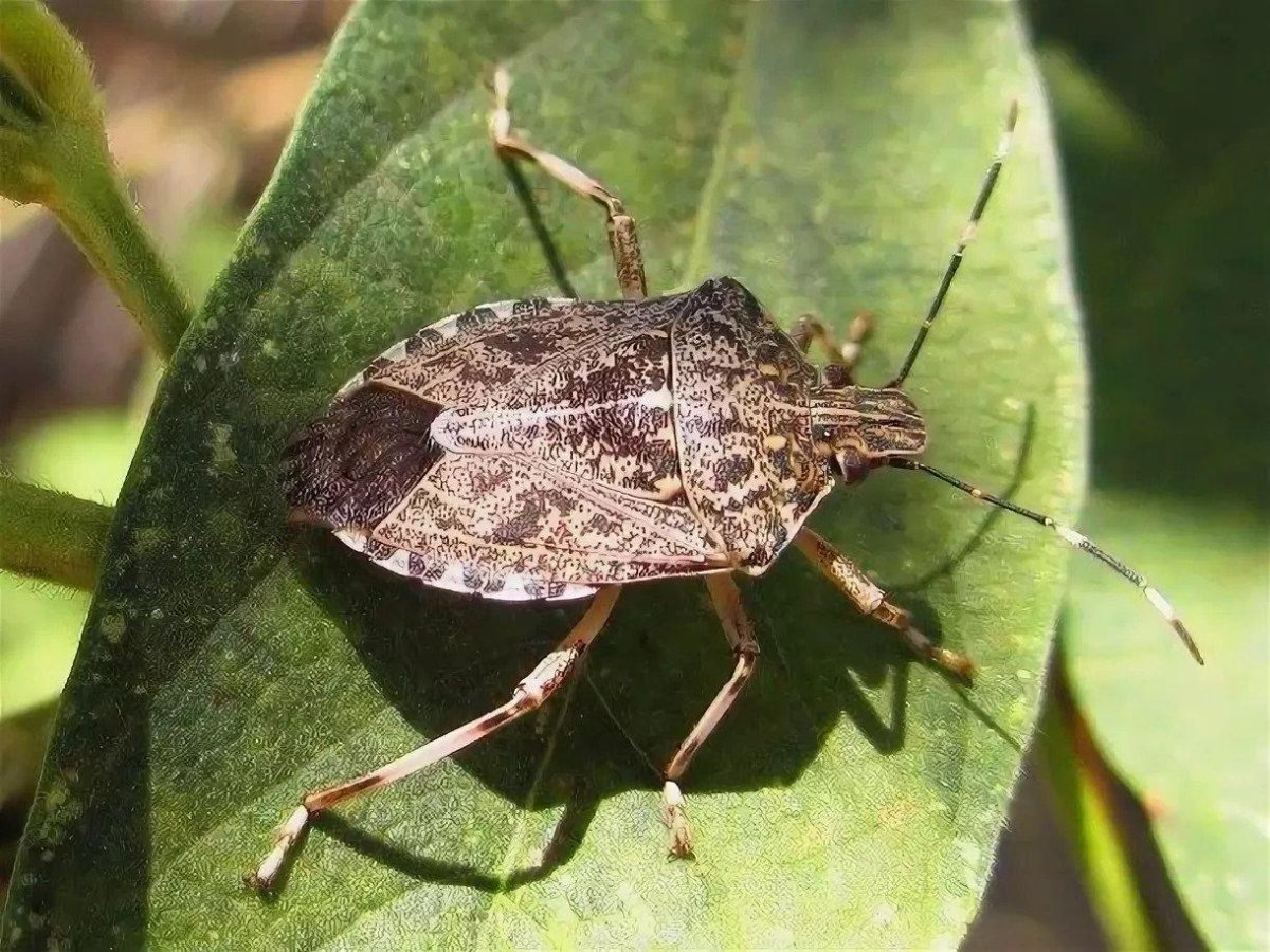 Клоп щитник красноногий