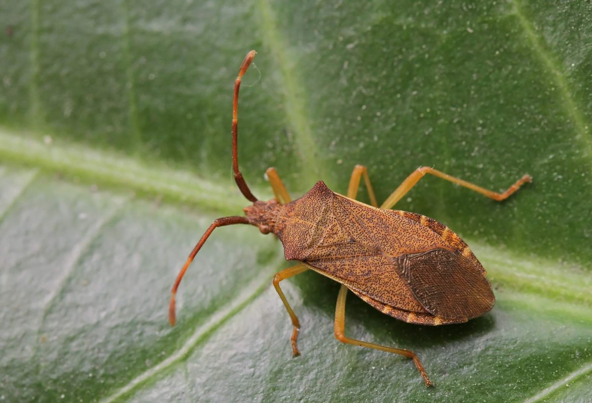 Клоп слепняк Жук