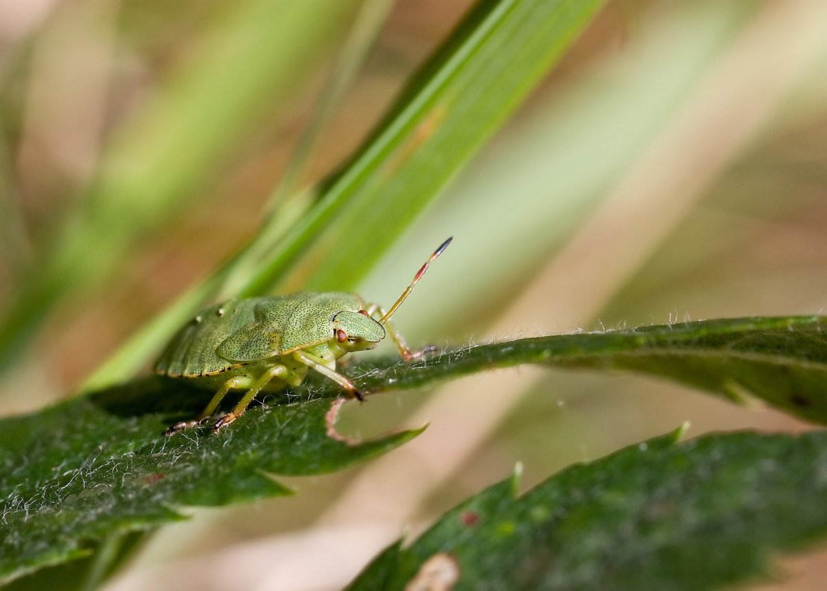 Бабский бздюль