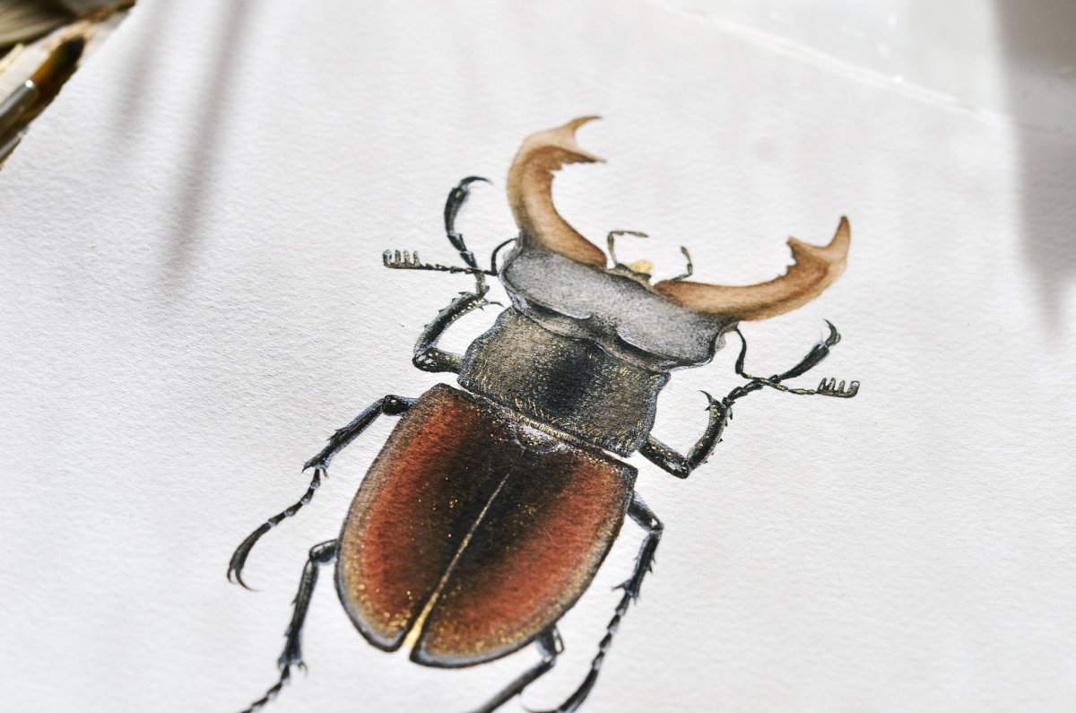 Канадский Жук